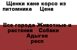 Щенки кане корсо из  питомника! › Цена ­ 65 000 - Все города Животные и растения » Собаки   . Адыгея респ.,Майкоп г.